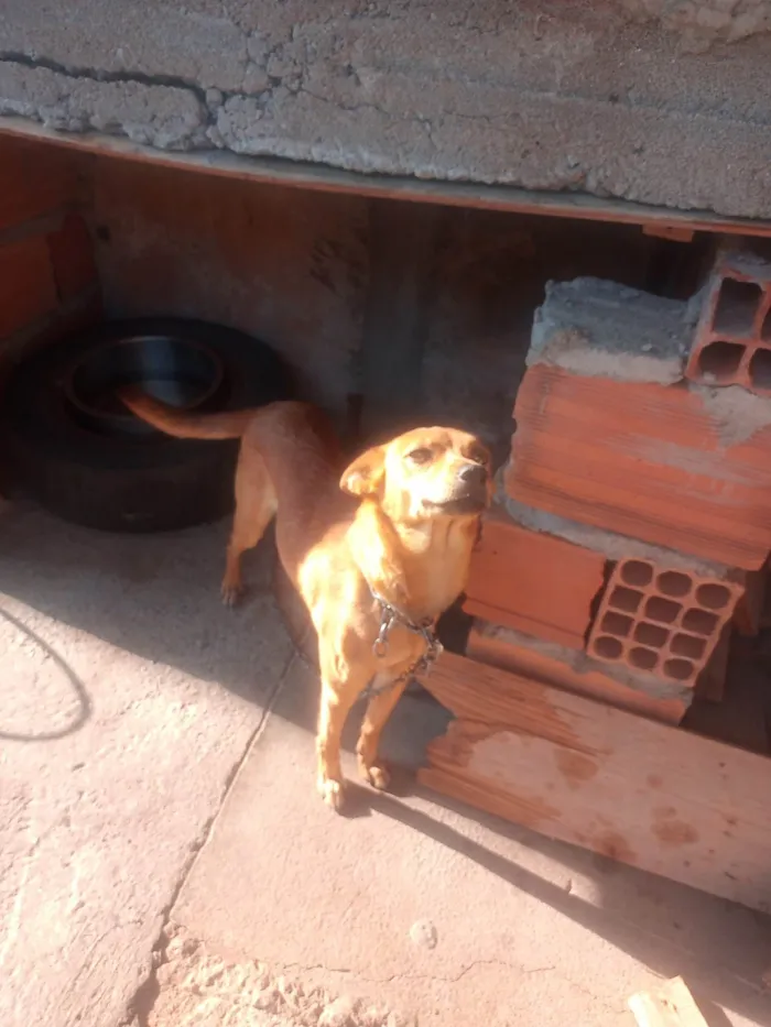 Cachorro ra a SRD-ViraLata idade 2 anos nome Nina