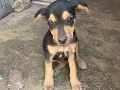 Cachorro raça SRD-ViraLata idade 2 a 6 meses nome Mel,belinha e bob