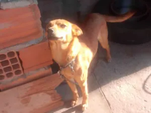 Cachorro raça SRD-ViraLata idade 2 anos nome Nina