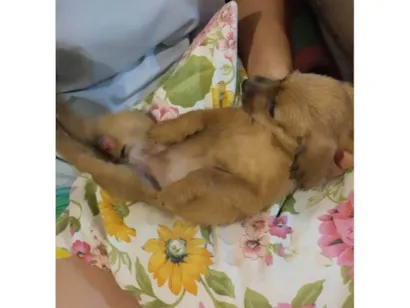 Cachorro raça SRD-ViraLata idade Abaixo de 2 meses nome Mel