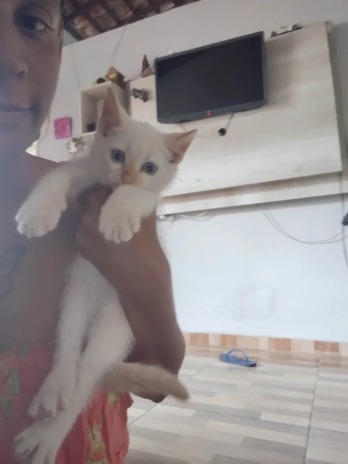 Gato ra a SRD-ViraLata idade Abaixo de 2 meses nome Floco