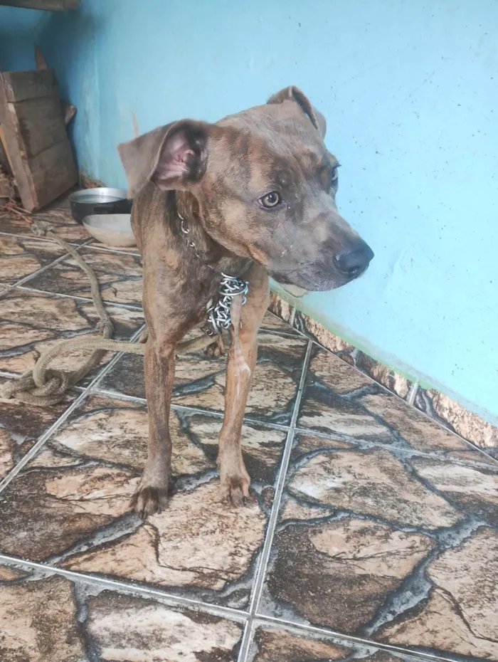 Cachorro ra a SRD-ViraLata idade 7 a 11 meses nome Mila bobe feiosa meu