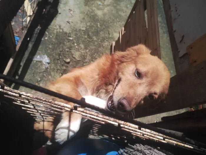 Cachorro ra a SRD-ViraLata idade 7 a 11 meses nome Mila bobe feiosa meu