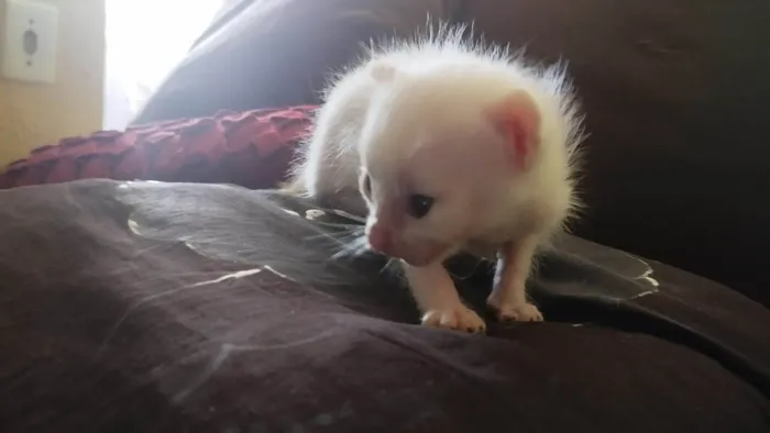 Gato ra a SRD-ViraLata idade Abaixo de 2 meses nome 5 gatinhos com um mês de vida a procura de um lar