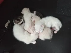 Gato raça SRD-ViraLata idade Abaixo de 2 meses nome 5 gatinhos com um mês de vida a procura de um lar