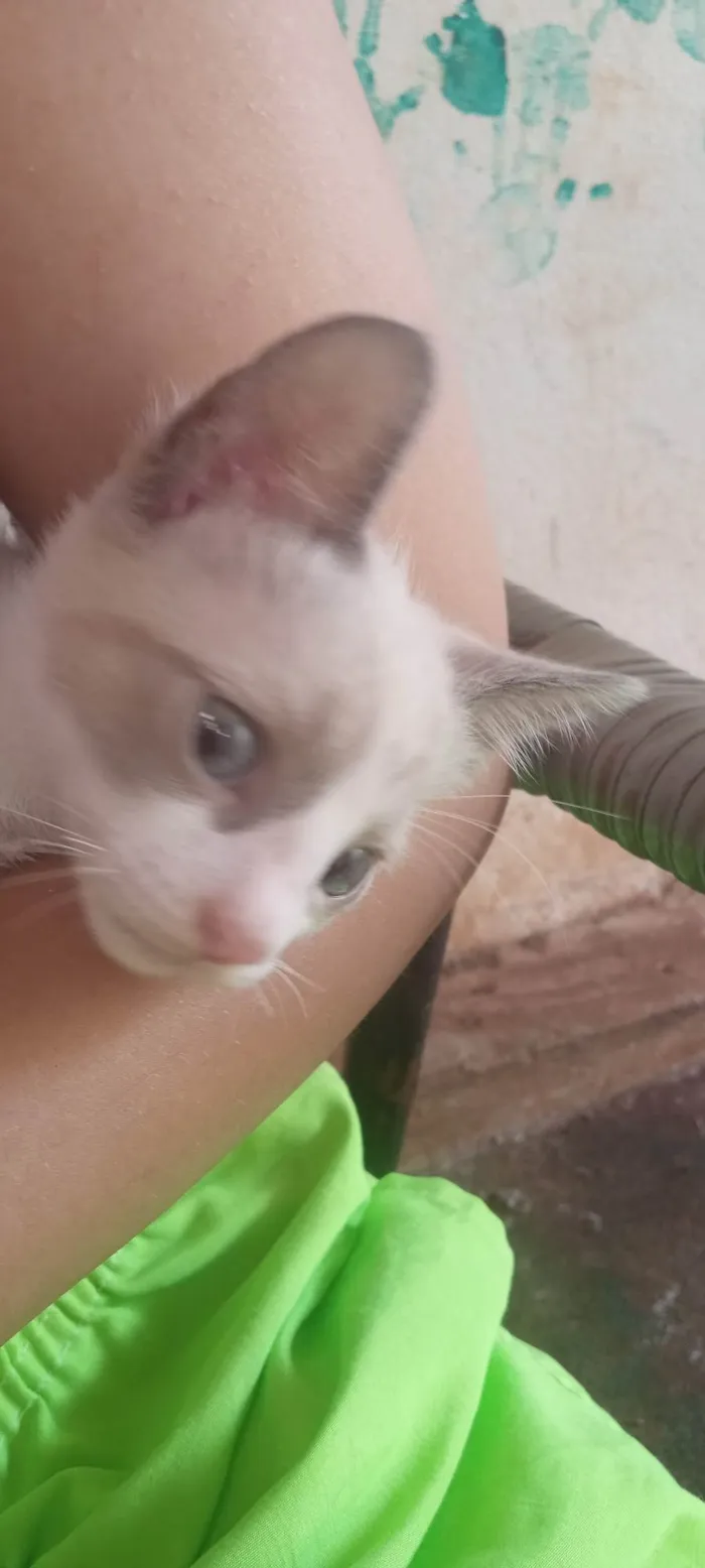 Gato ra a Siamês idade 2 a 6 meses nome Matheus 