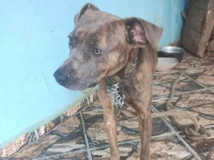 Cachorro raça SRD-ViraLata idade 7 a 11 meses nome Mila bobe feiosa meu