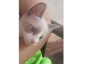 Gato raça Siamês idade 2 a 6 meses nome Matheus 