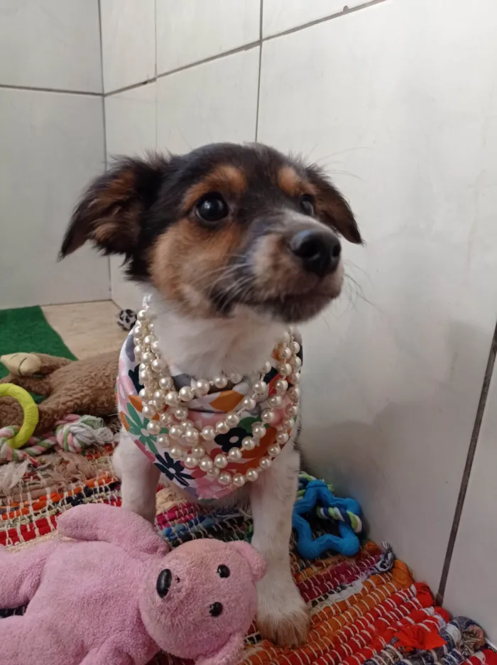 Cachorro ra a SRD-ViraLata idade 2 a 6 meses nome Lindinha