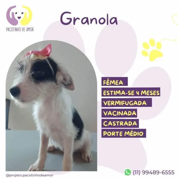 Cachorro ra a SRD-ViraLata idade 2 a 6 meses nome Granola