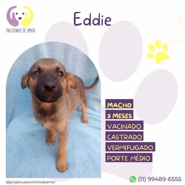 Cachorro ra a SRD-ViraLata idade 2 a 6 meses nome Eddie