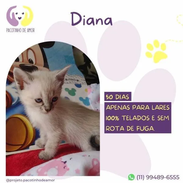 Gato ra a SRD-ViraLata idade 2 a 6 meses nome Diana