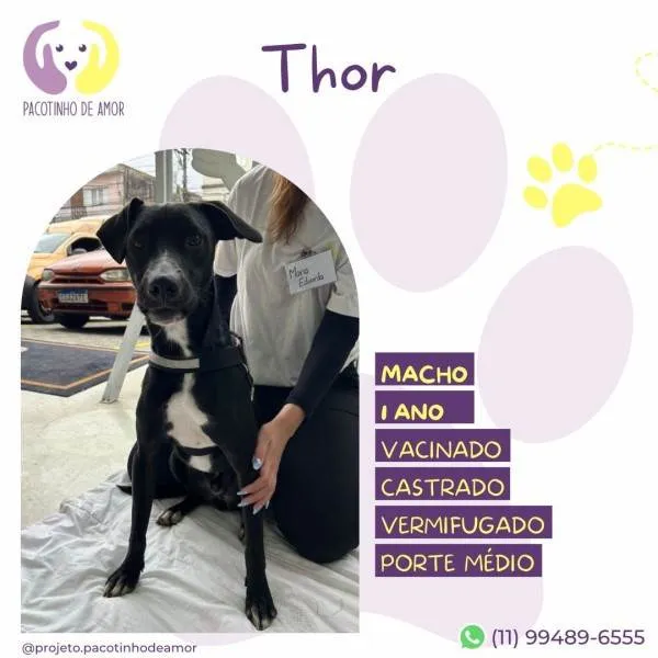 Cachorro ra a SRD-ViraLata idade 1 ano nome Thor