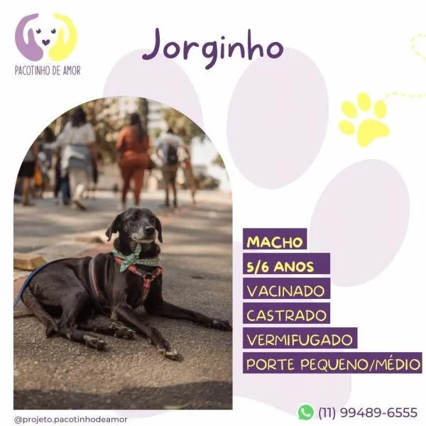 Cachorro ra a SRD-ViraLata idade 1 ano nome Jorginho