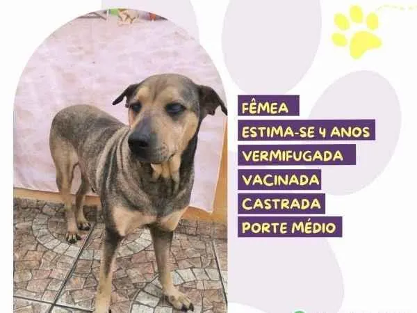 Cachorro ra a SRD-ViraLata idade 1 ano nome Luz