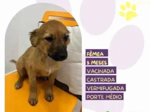 Cachorro raça SRD-ViraLata idade 1 ano nome Juliette