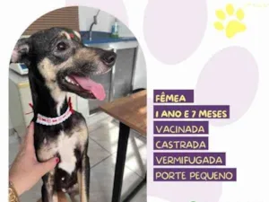 Cachorro raça SRD-ViraLata idade 1 ano nome Nina