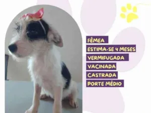 Cachorro raça SRD-ViraLata idade 2 a 6 meses nome Granola