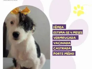 Cachorro raça SRD-ViraLata idade 2 a 6 meses nome Banana