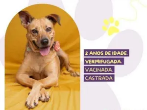 Cachorro raça SRD-ViraLata idade 1 ano nome Caramela