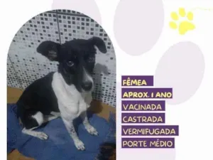 Cachorro raça SRD-ViraLata idade 1 ano nome Matilda