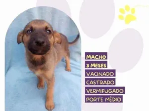 Cachorro raça SRD-ViraLata idade 2 a 6 meses nome Eddie