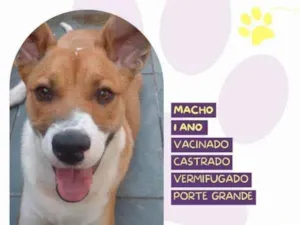 Cachorro raça SRD-ViraLata idade 1 ano nome Bruce