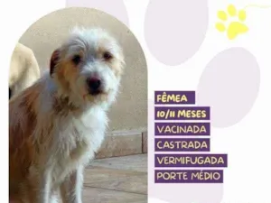 Cachorro raça SRD-ViraLata idade 1 ano nome Tina