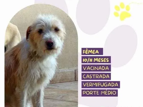 Cachorro ra a SRD-ViraLata idade 1 ano nome Tina