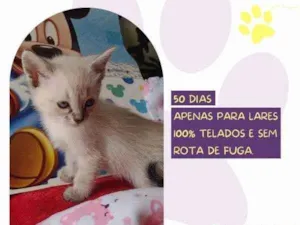 Gato raça SRD-ViraLata idade 2 a 6 meses nome Diana