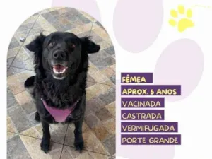 Cachorro raça SRD-ViraLata idade 1 ano nome Suzi