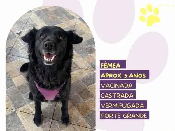 Cachorro ra a SRD-ViraLata idade 1 ano nome Suzi