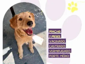 Cachorro raça SRD-ViraLata idade 1 ano nome Scooby