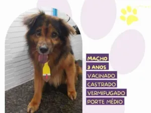 Cachorro raça SRD-ViraLata idade 1 ano nome Jeremias