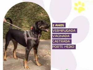 Cachorro raça SRD-ViraLata idade 1 ano nome Bel