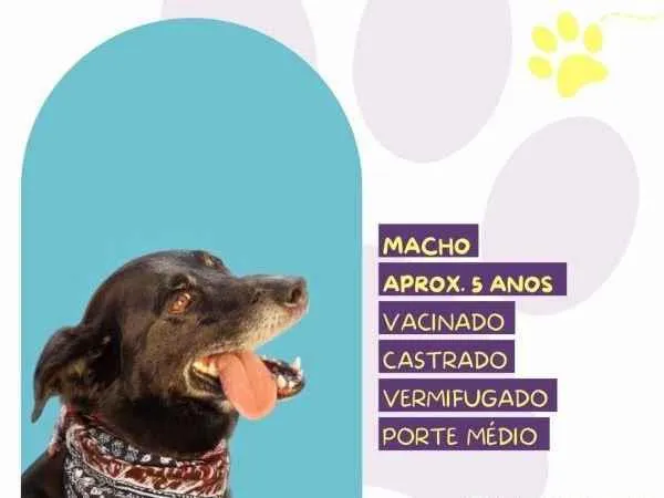 Cachorro ra a SRD-ViraLata idade 1 ano nome Zulu