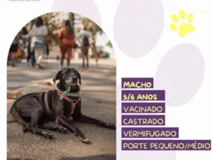 Cachorro raça SRD-ViraLata idade 1 ano nome Jorginho