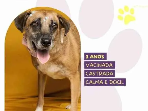 Cachorro ra a SRD-ViraLata idade 1 ano nome Stella