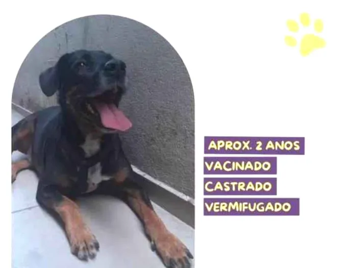 Cachorro ra a SRD-ViraLata idade 1 ano nome Gigante Emilio