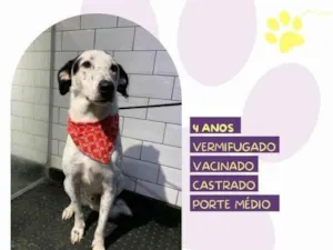 Cachorro raça SRD-ViraLata idade 1 ano nome Milk