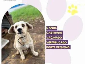 Cachorro raça SRD-ViraLata idade 1 ano nome Popeye