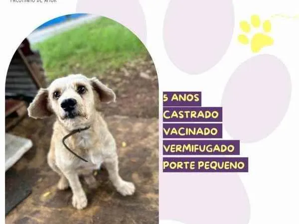 Cachorro ra a SRD-ViraLata idade 1 ano nome Popeye