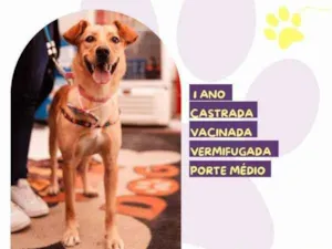 Cachorro raça SRD-ViraLata idade 1 ano nome Pandora