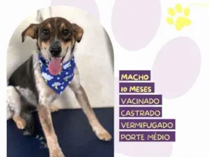 Cachorro raça SRD-ViraLata idade 1 ano nome Kim