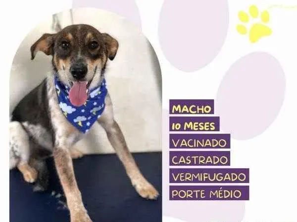 Cachorro ra a SRD-ViraLata idade 1 ano nome Kim