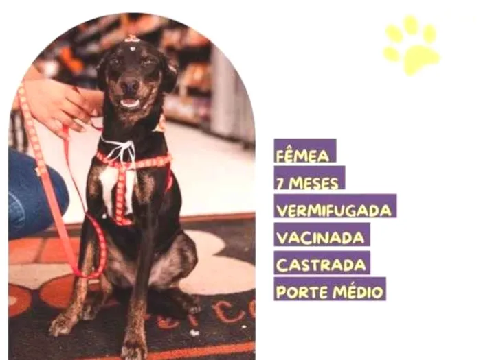 Cachorro ra a SRD-ViraLata idade 1 ano nome Any