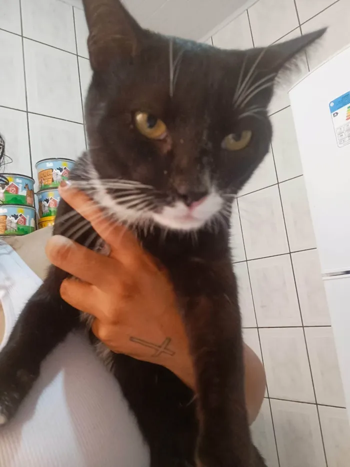 Gato ra a SRD-ViraLata idade 1 ano nome Mutano