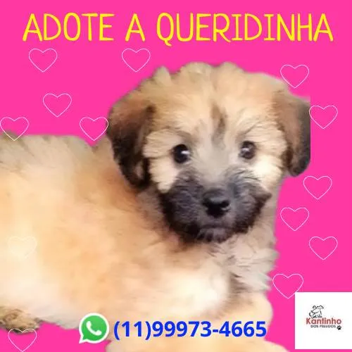 Cachorro ra a SRD-ViraLata idade 2 a 6 meses nome Queridinha 