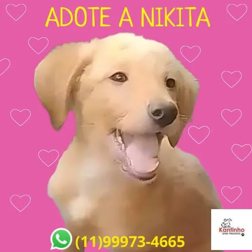 Cachorro ra a SRD-ViraLata idade 7 a 11 meses nome Nikita