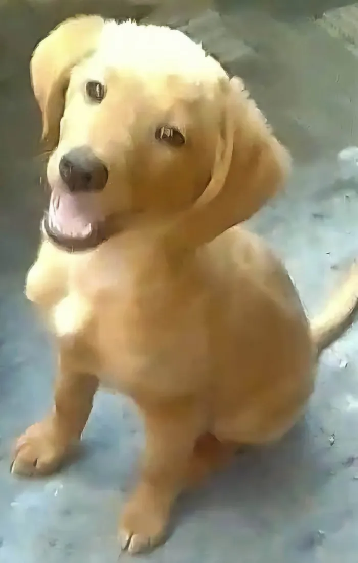 Cachorro ra a SRD-ViraLata idade 7 a 11 meses nome Nikita